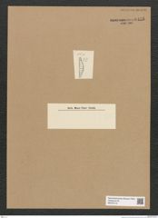 Diatomeae indet. Zeichnungen Sammlung Grunow Nr. 6435 (NHMW-BOT-W0375119)